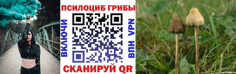 где купить наркоту  omg tor  Псилоцибиновые грибы Magic Shrooms  Межгорье 